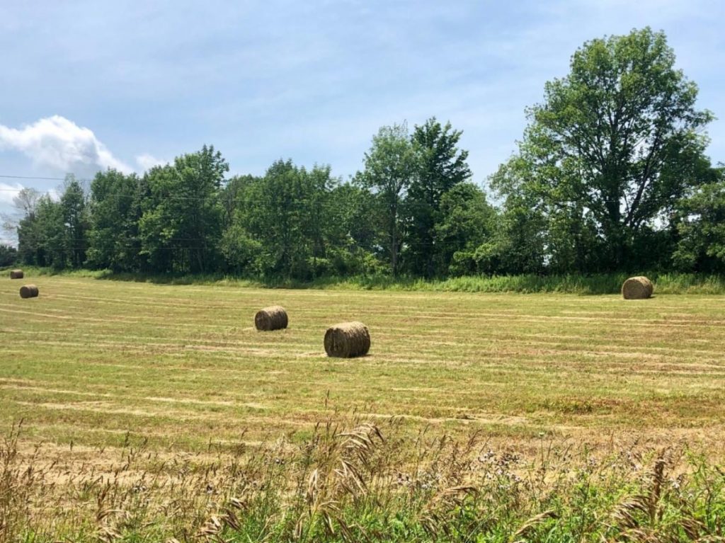 The fields at the Lily Pond Animal Sanctuary in Summer 2019