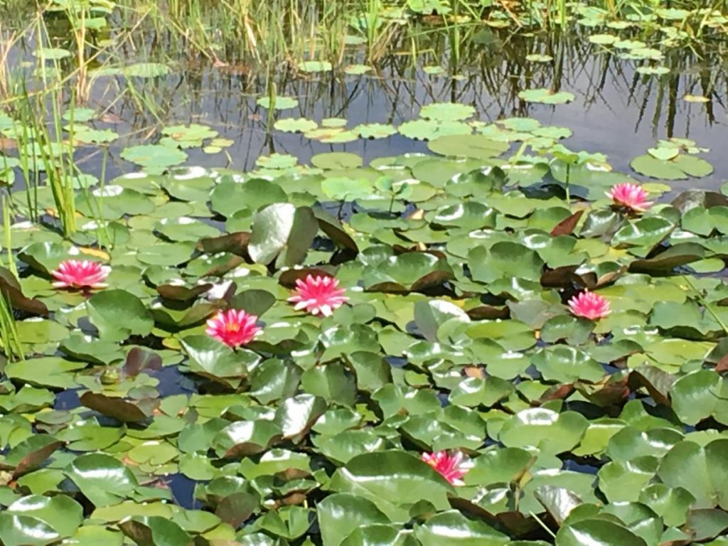 The Lily Pond at the Lily Pond Animal Sanctuary Summer 2019