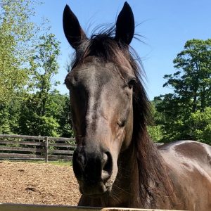 Permanent Wave, also called Waverly, a horse at Lily Pond Sanctuary