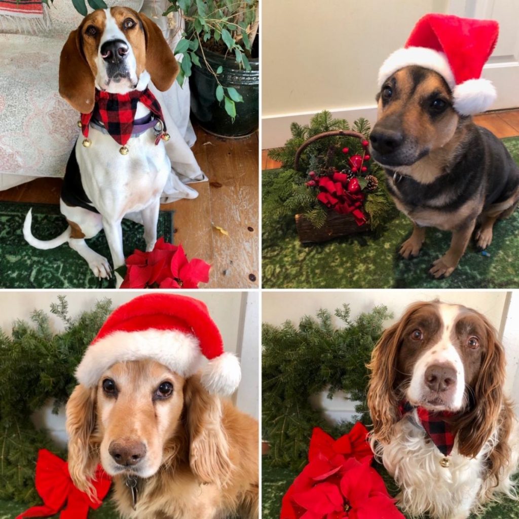 Dogs of The Lily Pond Animal Sanctuary dressed in their holiday finest
