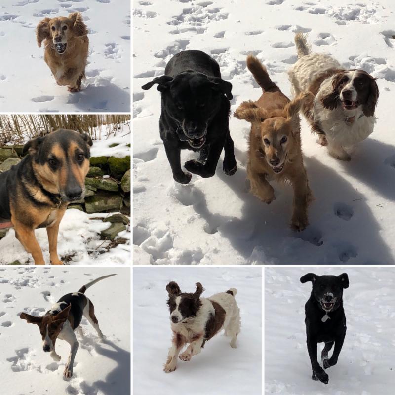 The Lily Farm dogs playing in the snow