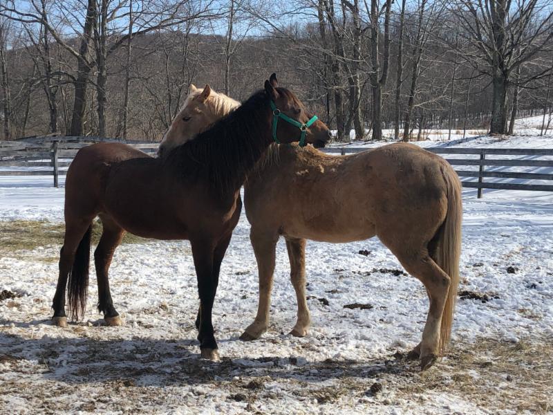 April and Sammir. Horses at The Lily Pond Animal Sanctuary