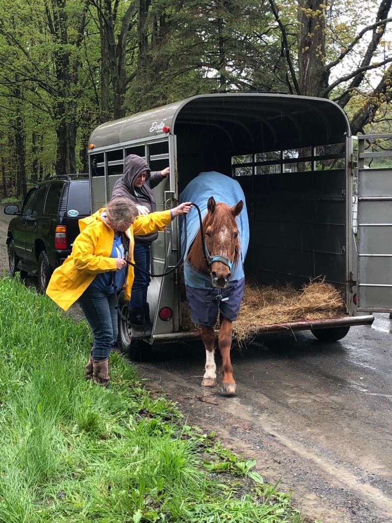 Mister Ed the horse arrives at The Lily Pond Animal Sanctuary