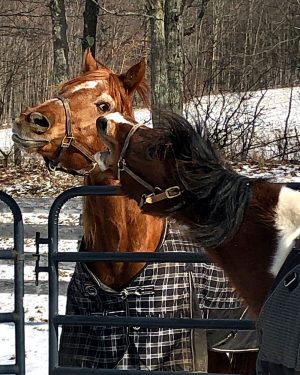 Ed and Apache, horses at Lily Pond Sanctuary
