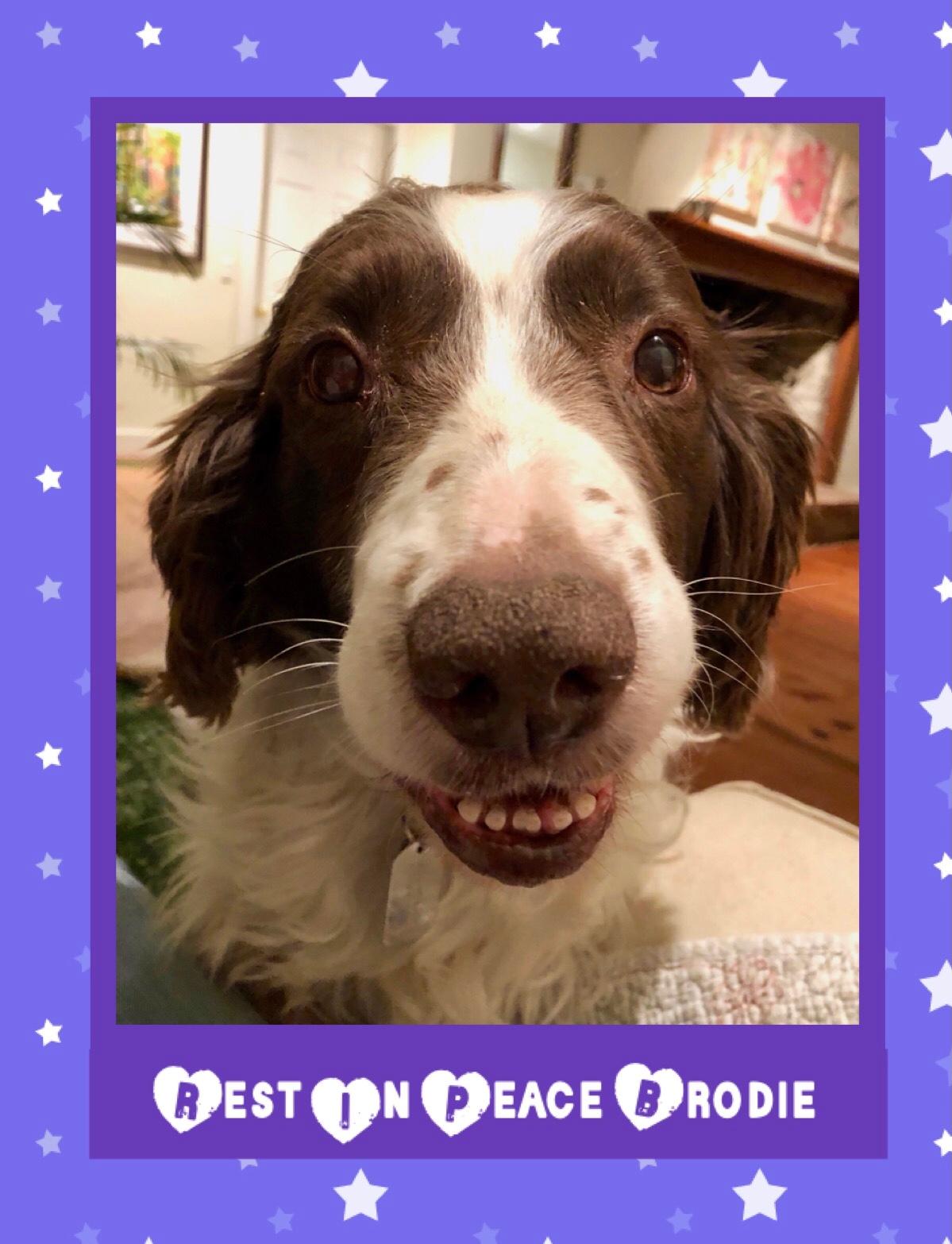 Brodie, a sweet and shy Springer Spaniel, recently died