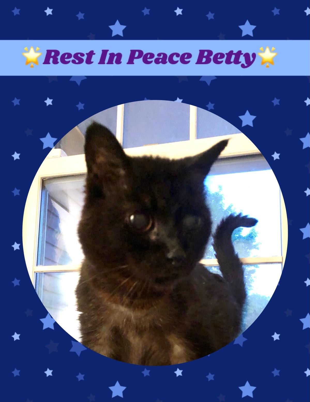 Betty, a stray black cat who made her home a The Lily Pond, recently died.