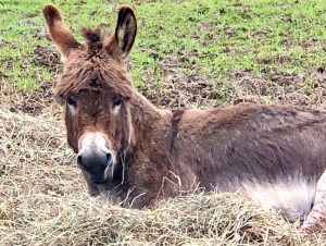 Sheriff, a donkey, lying in the field