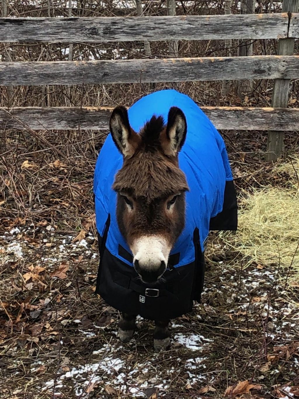 Sheriff, a donkey, standing next to a fence with a blue blanket over him