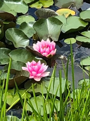 Blooming water lilies at The Lily Pond Animal Sanctuary