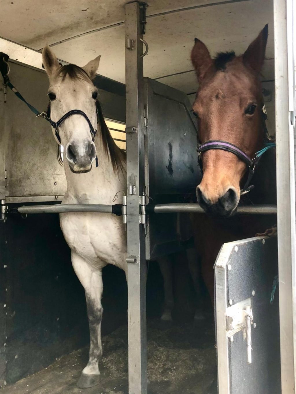 Moon, a gray quarter horse gelding, and Zoom, a registered bay quarter horse mare, inside the horse truck