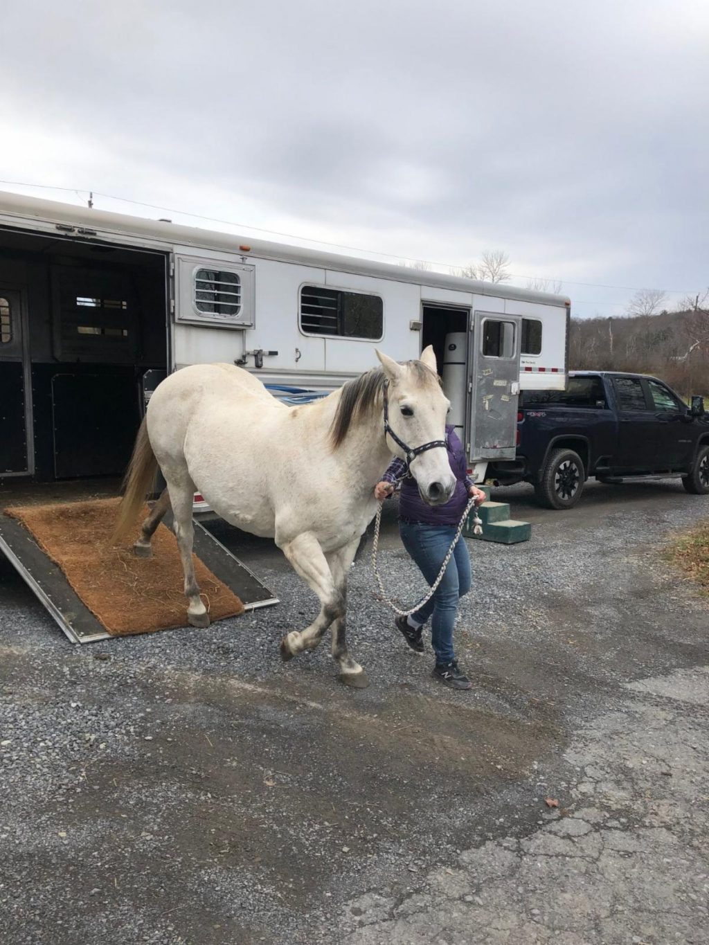 Moon, a gray quarter horse gelding, being led out of the horse trucl