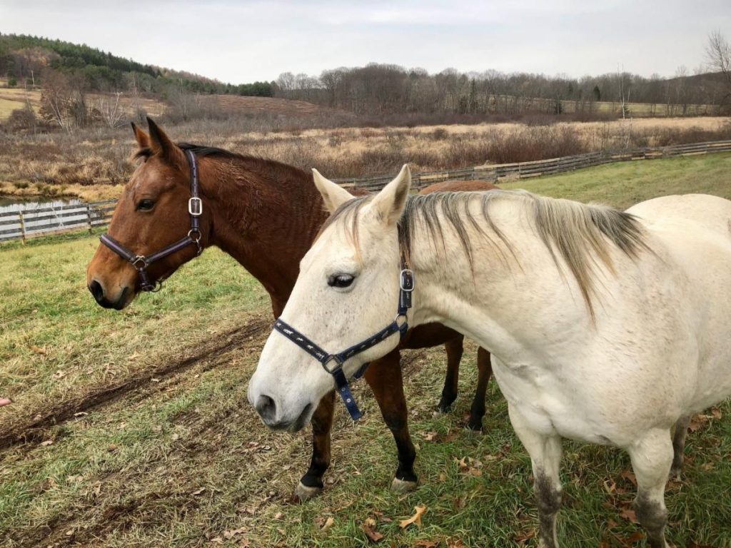 Moon, a gray quarter horse gelding, and Zoom, a registered bay quarter horse mare, walking together in the field.