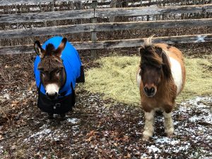Marshall and Sheriff, a mini pony and mini donkey.