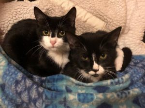 Two new tuxedo kittens at The Lily Pond