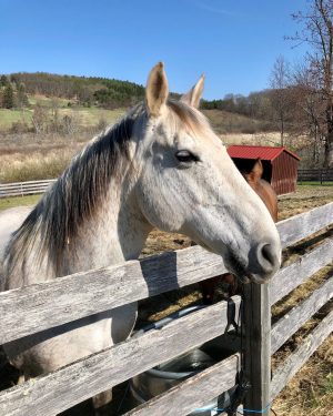 Moon, a horse at at Lily Pond Animal Sanctuary
