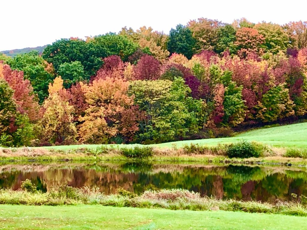 Beautiful fall colors on the trees beyond the pond