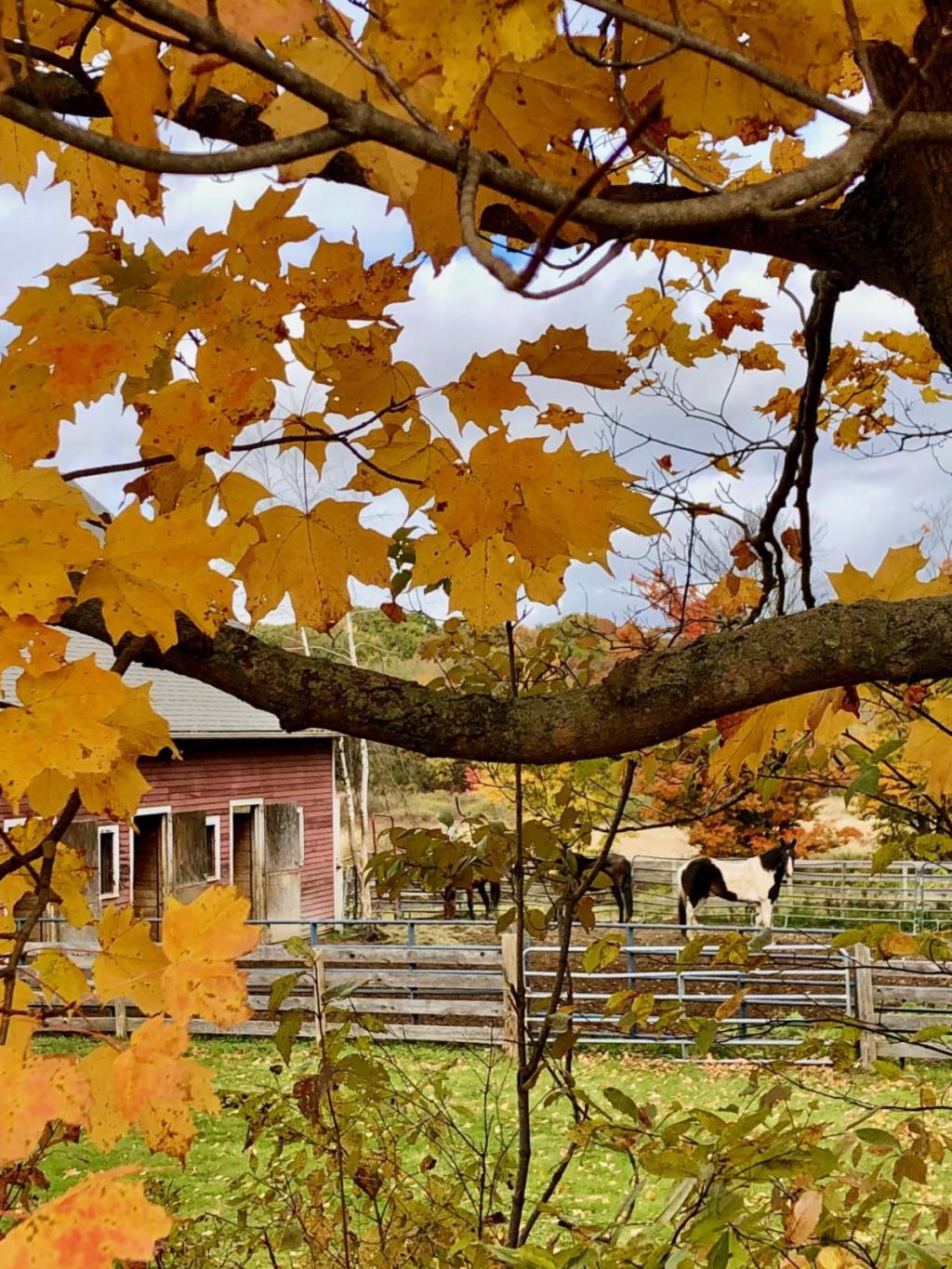 Autumn trees around the sanctuary