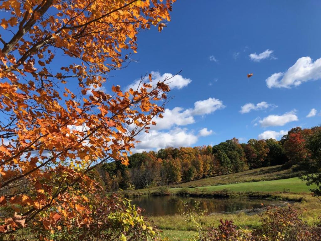 Autumn trees around the sanctuary