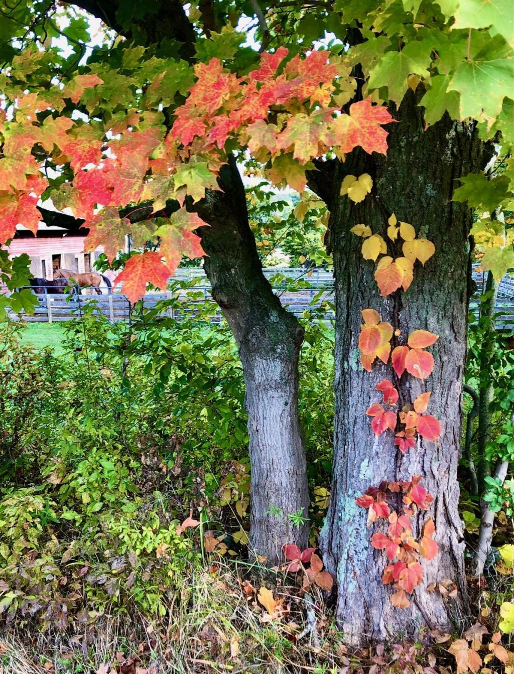 Autumn trees around the sanctuary