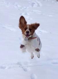 Coco jumping in the snow