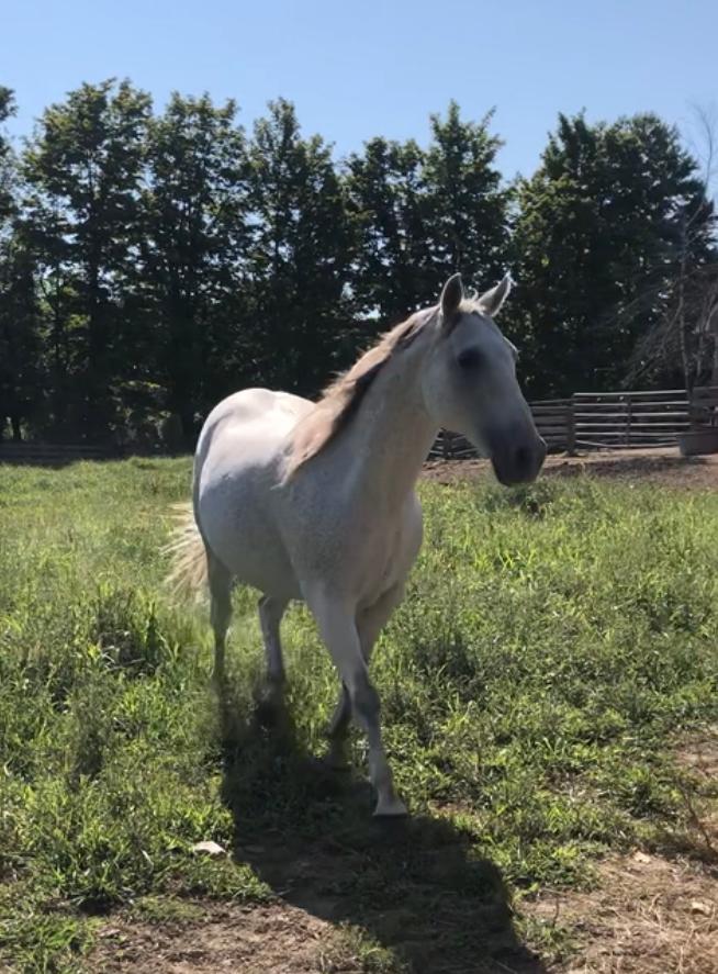 Paddy in grass on a sunny day