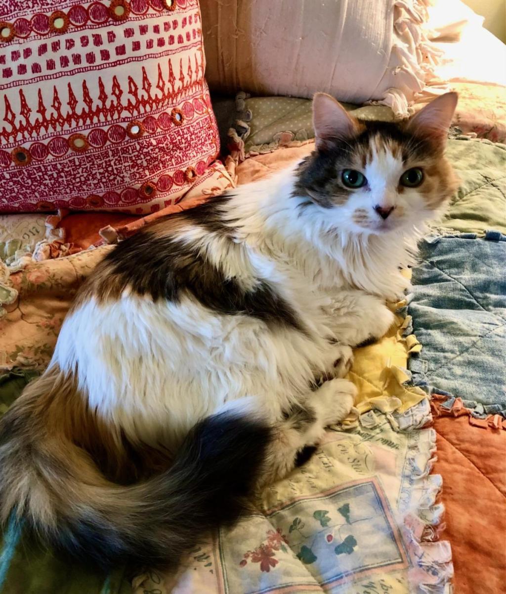 Posey laying on a bed