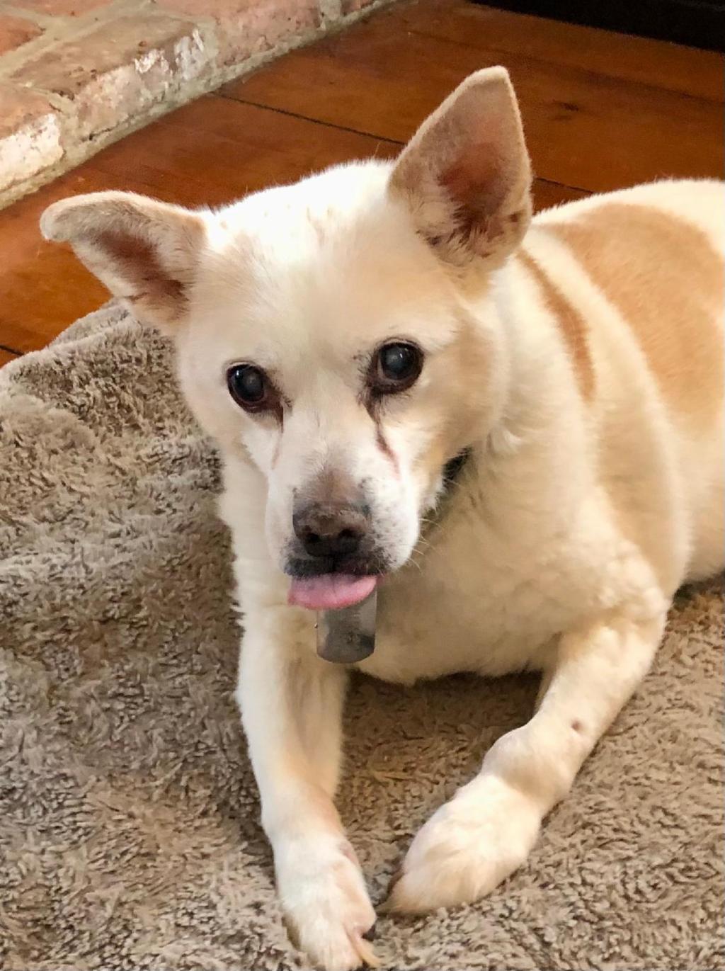 Willoughby on blanket with tongue out